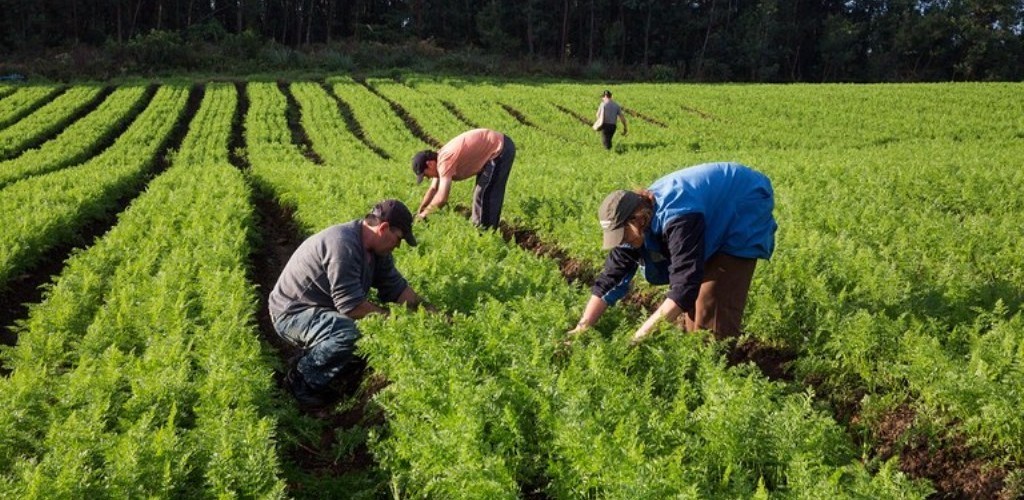 Agricultura familiar do Brasil é 8ª maior produtora de alimentos do mundo