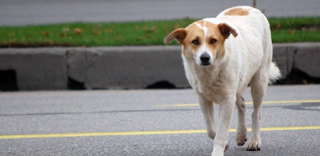 Polícia Civil investiga casos de mortes de animais por envenenamento, em SJN