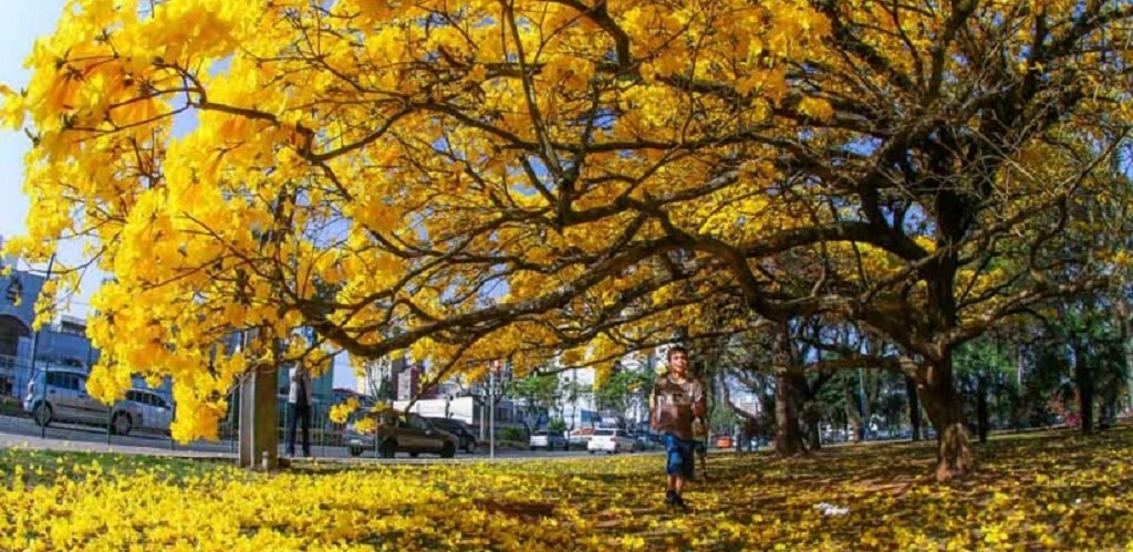 Primavera começa hoje com possibilidade de novo episódio do El Niño