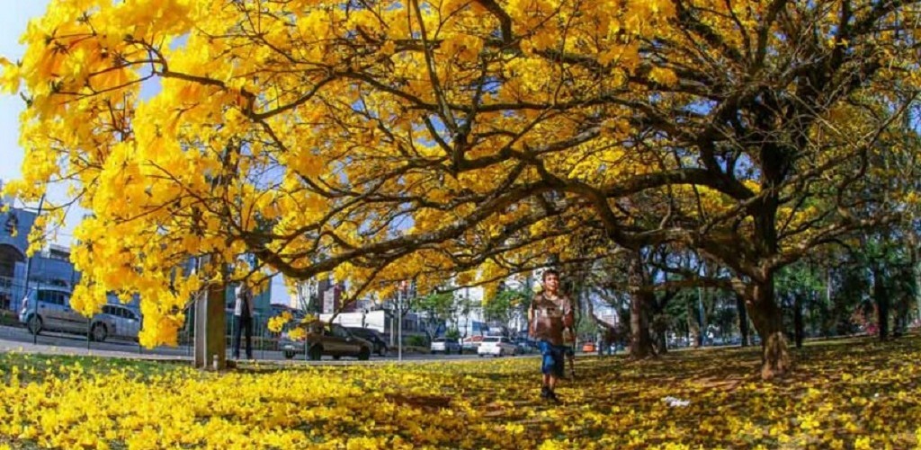Primavera começa hoje com possibilidade de novo episódio do El Niño