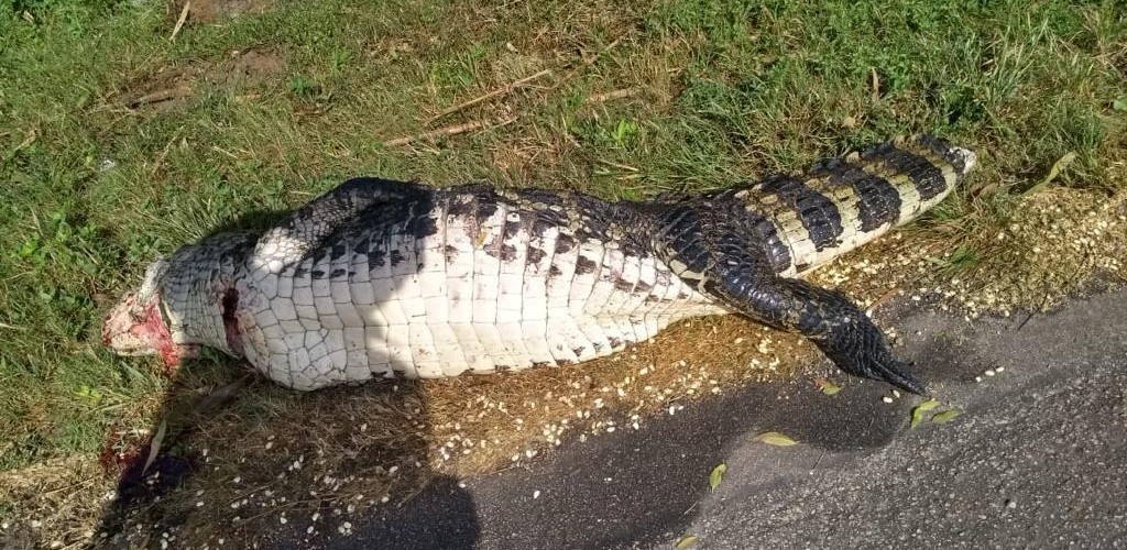 Jacaré-de-papo-amarelo morre atropelado na BR 392
