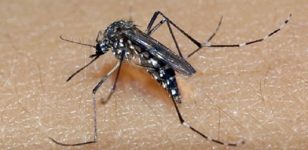 Semana Nacional de Combate ao mosquito Aedes Aegypti reforça mobilização