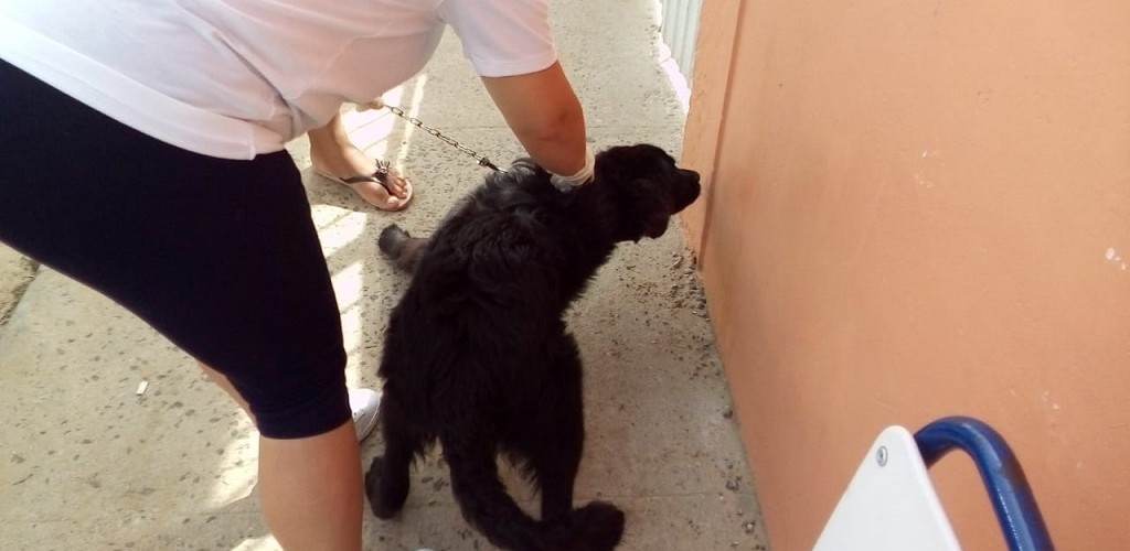 Segunda etapa da aplicação de carrapaticida em cães continua em SJN