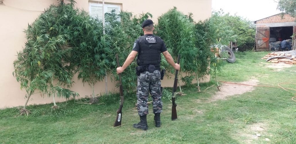 Brigada Militar encontra pés de maconha em sítio na Ilha da Torotama