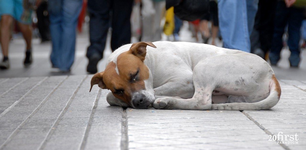 Coordenadoria de Defesa dos Direitos Animais ultrapassa 6 mil castrações