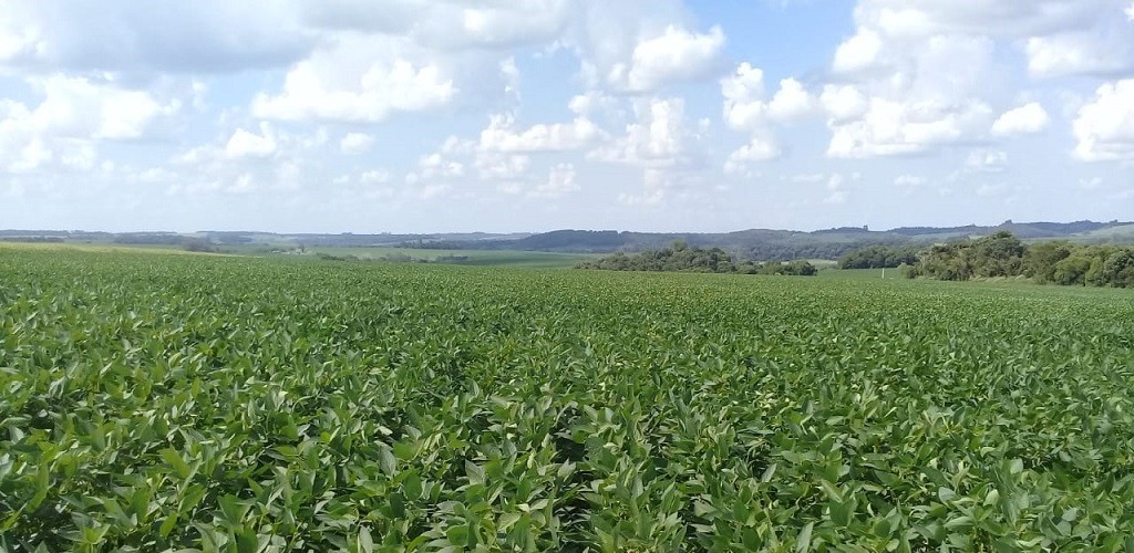 Chuvas beneficiam culturas de verão no Rio Grande do Sul