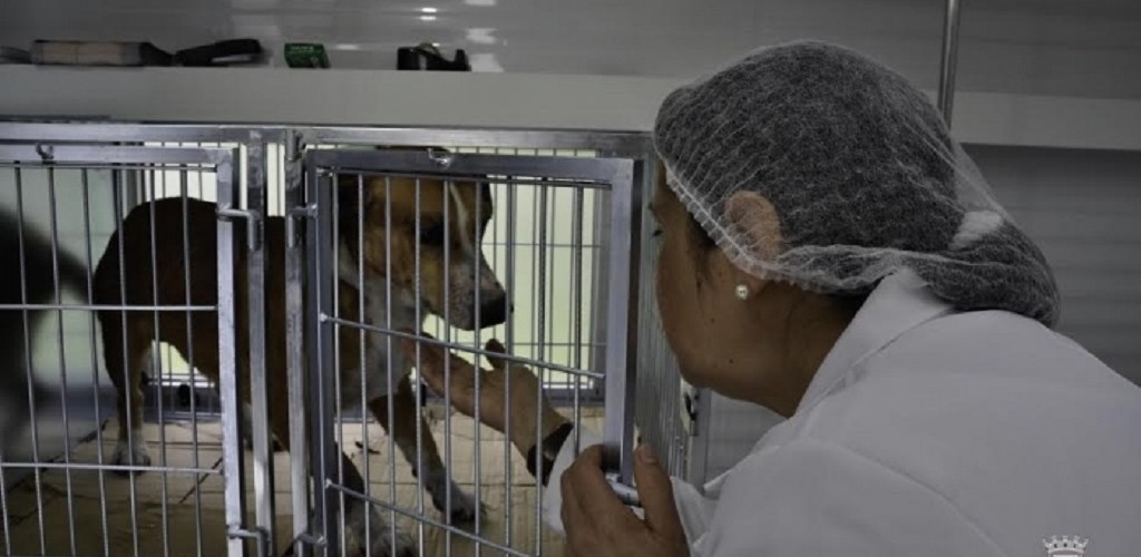 Comunidade pode contribuir para o Fundo Municipal dos Direitos Animais