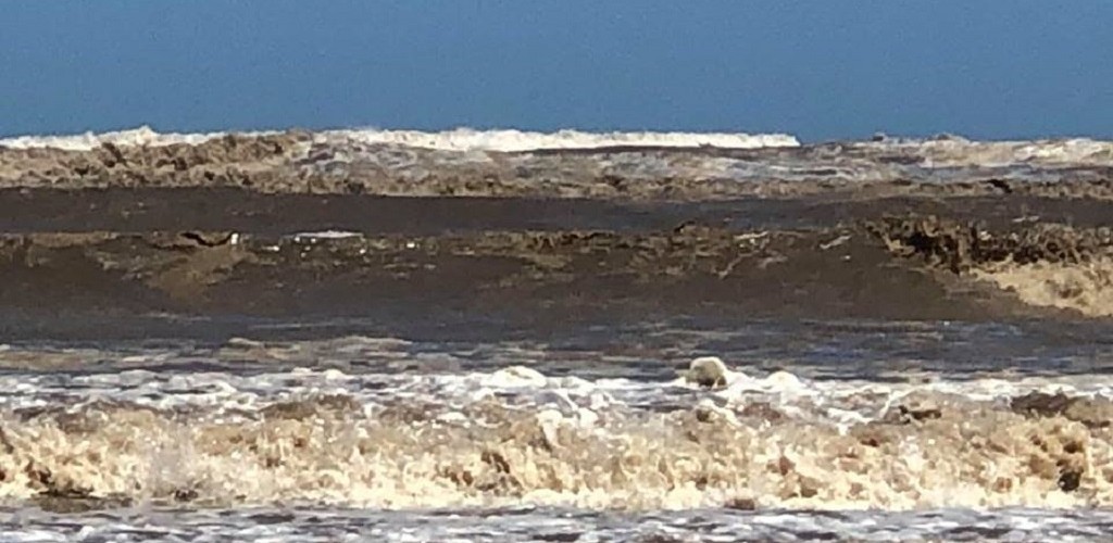 Praia do Cassino é tomada pelo lodo e Porto divulga nota de esclarecimento