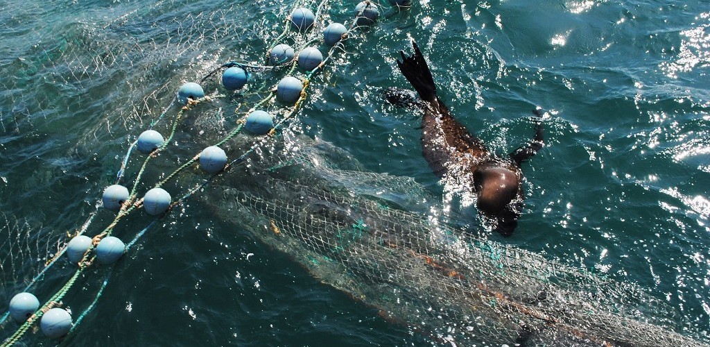Projeto Pinípedes do Sul monitora interações de animais marinhos com pesca de arrasto