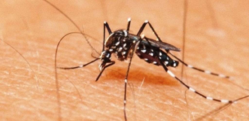 Focos de Aedes aegypti foram encontrados na cidade