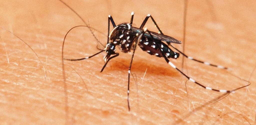 Focos de Aedes aegypti foram encontrados nas regiões do Aeroporto, Rodoviária e cidade nova
