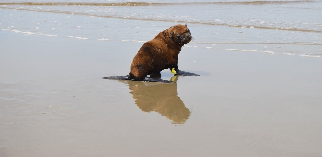 Projeto Pinípedes do Sul realiza soltura de lobo-marinho