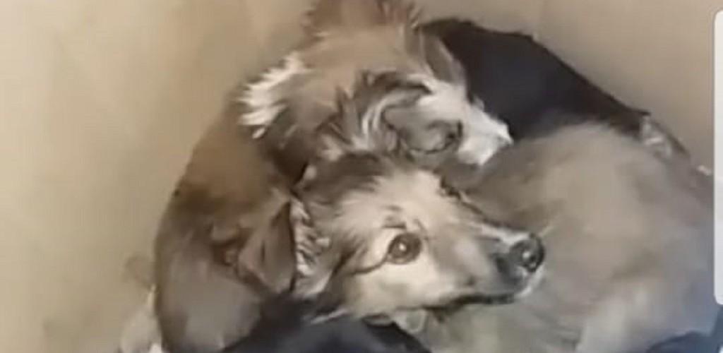 PRF resgata filhotes de cães abandonados em Santa Vitória do Palmar
