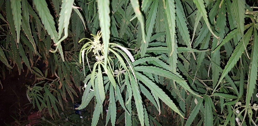Pé de maconha é localizado pela Brigada Militar no Cassino