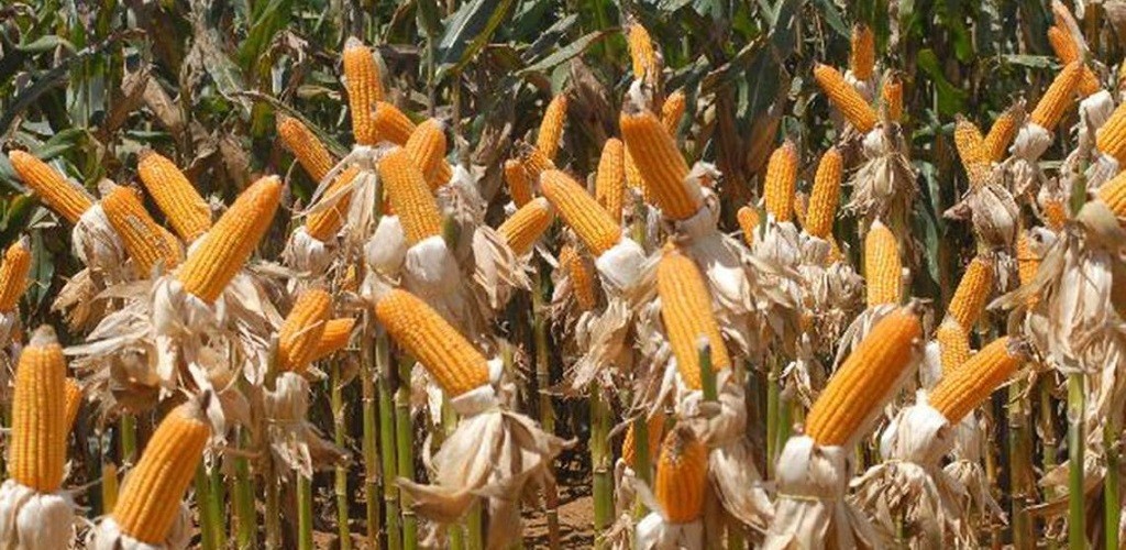 Conab estima safra de grãos em 233,3 milhões de toneladas