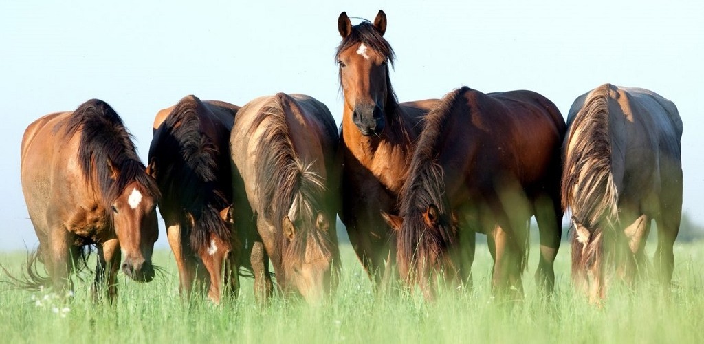 Secretaria da Agricultura pede estudo para retirada do exame de mormo
