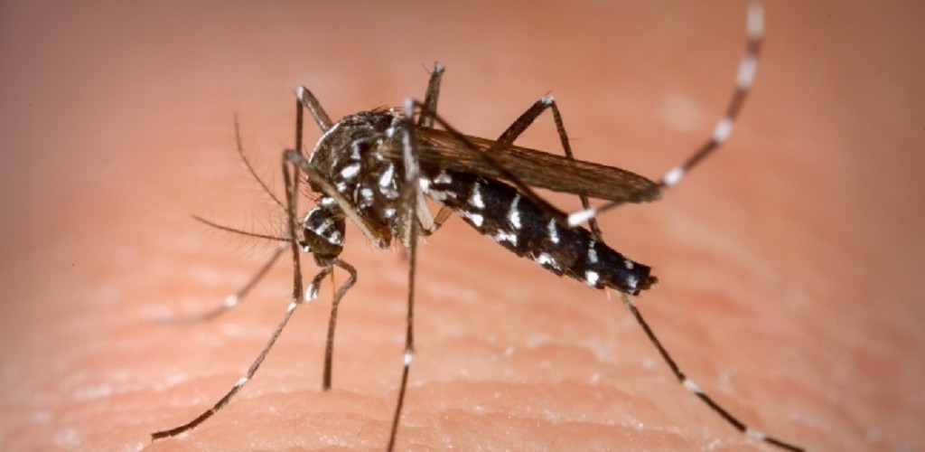 Focos do mosquito são encontrados no município