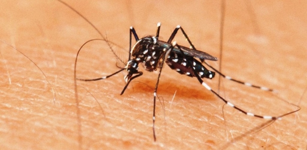 Sexto foco de Aedes aegypti é encontrado 