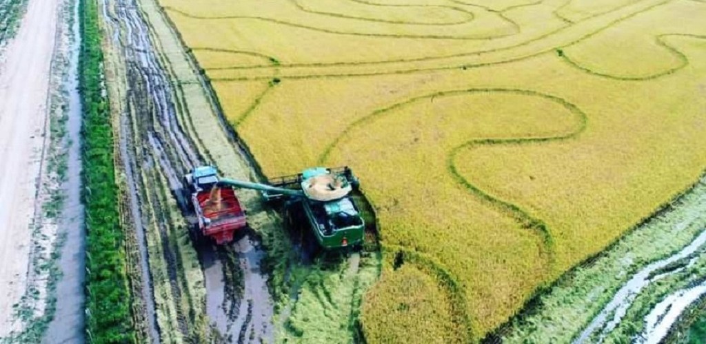 Colheita do arroz chega a 85,1% da área e alcança produtividade de 7, 7 mil kg/ha