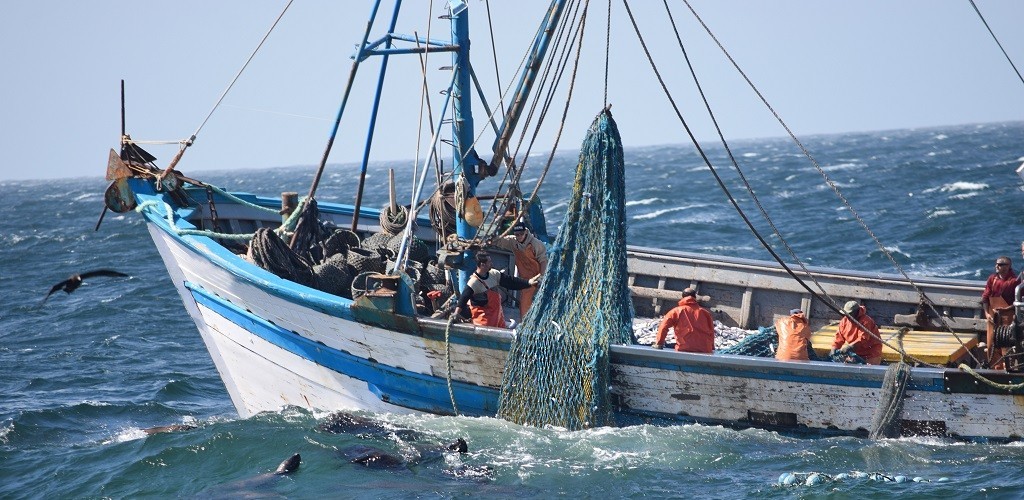 Projeto Pinípedes do Sul realiza sétimo embarque em frota de arrasto