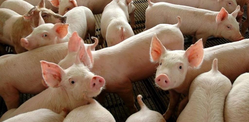 China autoriza importação de gordura de porco do Brasil