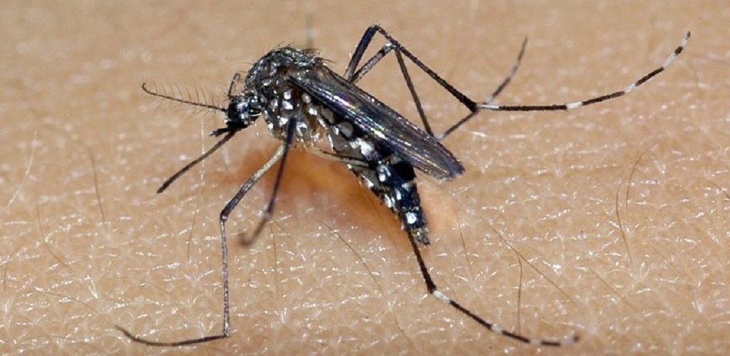 Sobe para 42 número de casos de dengue em 18 municípios do RS