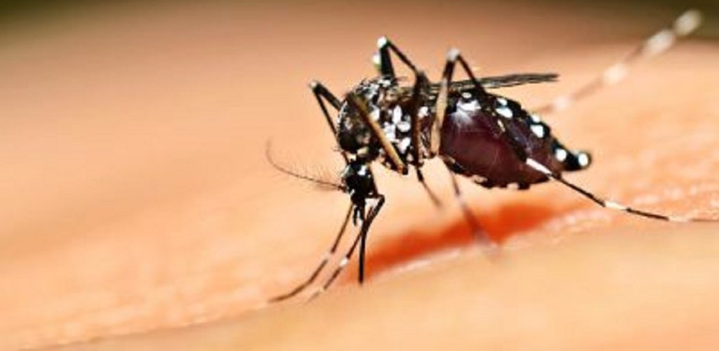 17º foco de Aedes aegypti é encontrado no município