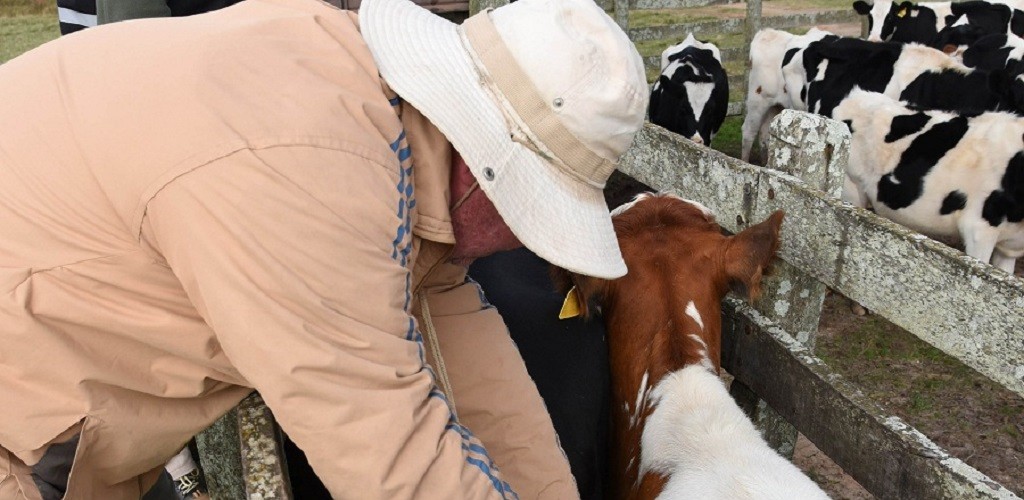 Primeira etapa da vacinação contra aftosa será de 1º a 31 de maio, com dosagem reduzida