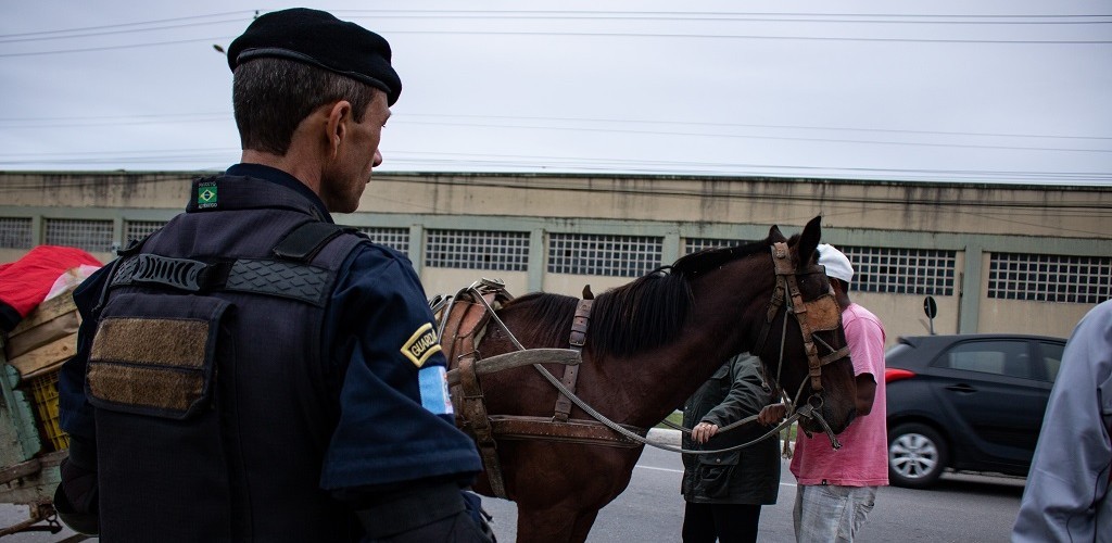 Junho inicia com o recolhimento de 14 cavalos em Pelotas