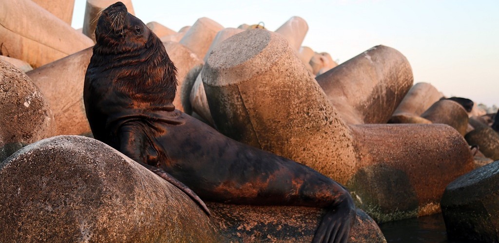 Quatorze projetos de biodiversidade marinha apresentam espécies ameaçadas no Brasil