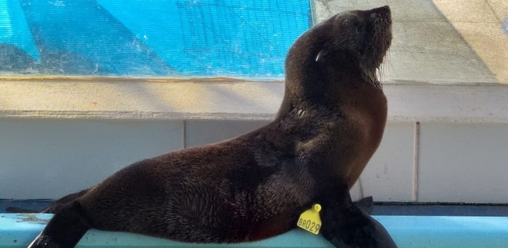 CRAM e Projeto Pinípedes do Sul realizam a soltura de um lobo-marinho nesta terça-feira