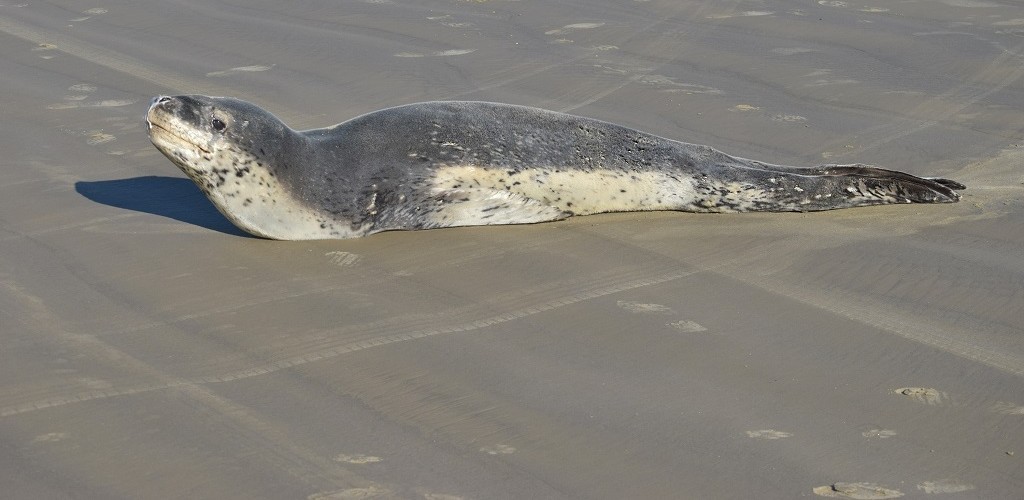 Foca rara é registrada na praia do Mar Grosso, em SJN