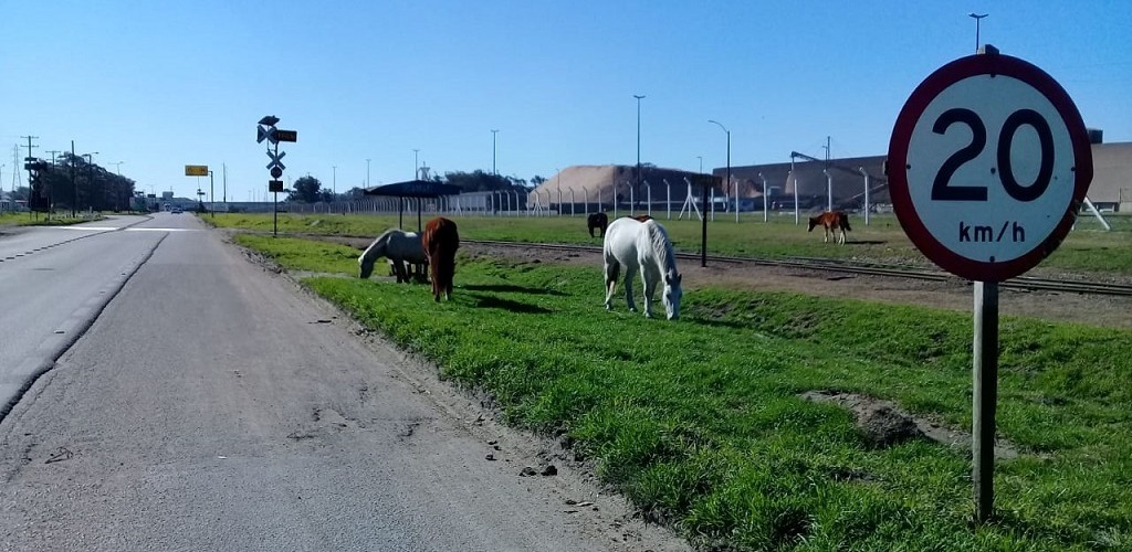 Cavalos soltos tornam-se um perigo para motoristas rio-grandinos