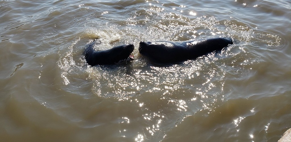 Leões-marinhos encantam na doca do Mercado Público