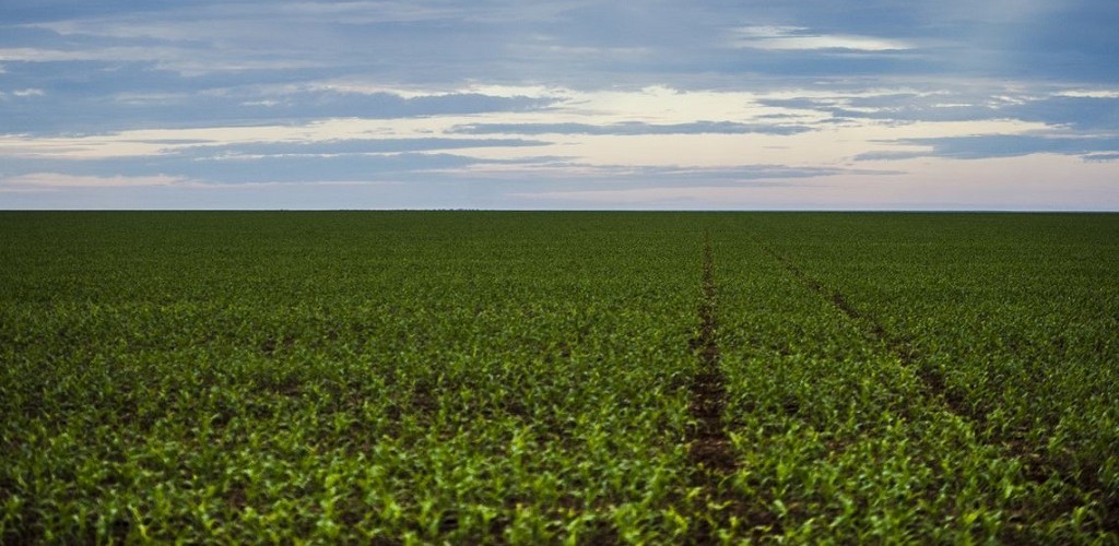 Marco regulatório para agrotóxicos é publicado 