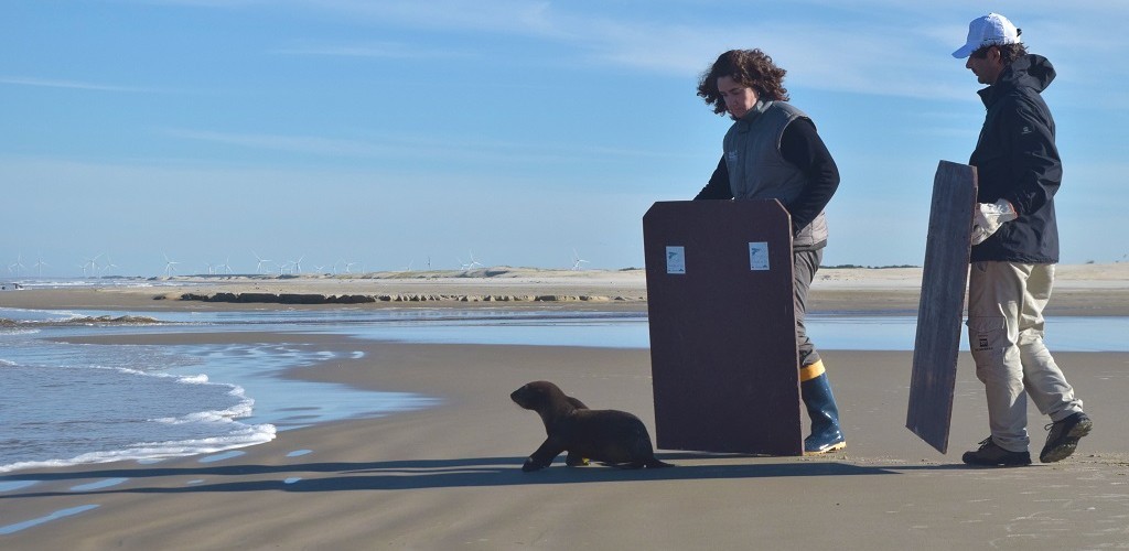 Soltura de lobo marinho marca temporada de pinípedes no litoral gaúcho