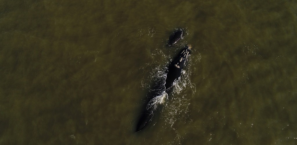 Baleias francas adulta e filhote são registradas no Cassino