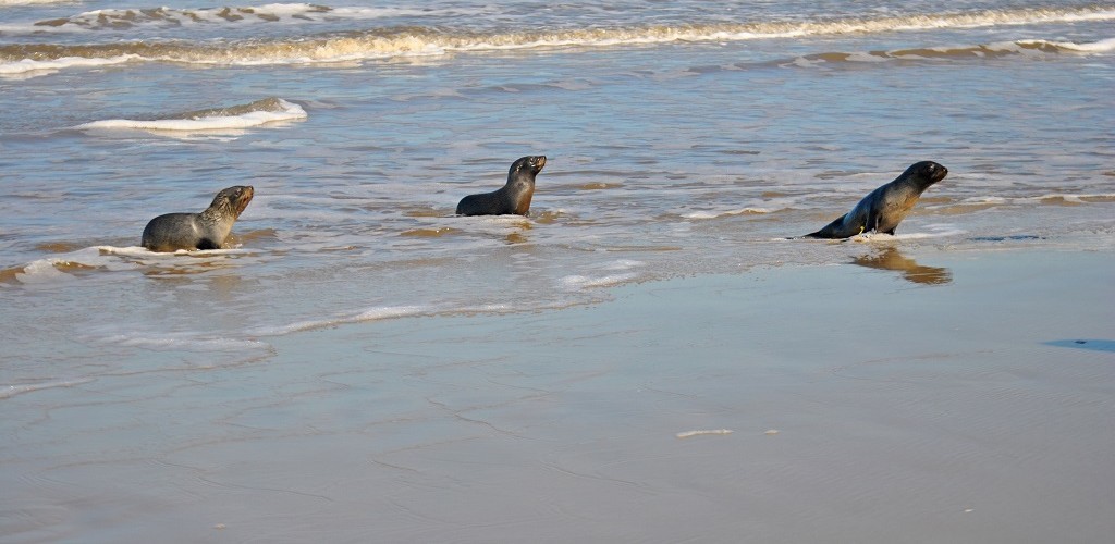 Lobos marinhos são devolvidos ao seu habitat pelo CRAM e Projeto Pinípedes do Sul