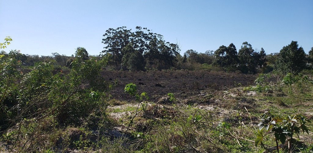 Bombeiros registram incêndio em vegetação, no Parque São Pedro