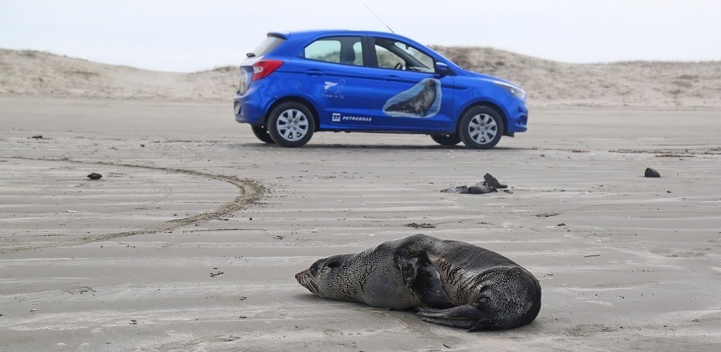 Dois lobos-marinhos-do-peito-branco são registrados pelo Projeto Pinípedes do Sul