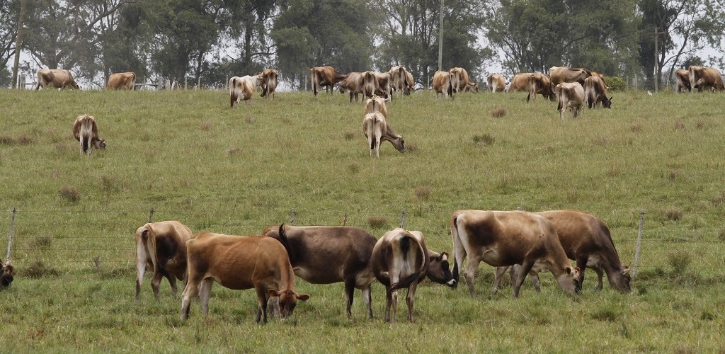 Dia de Campo do Leite inova na apresentação e participação de parceiros