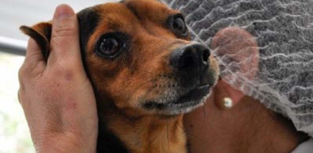 Fichas do castramóvel serão distribuídas na Zona 4