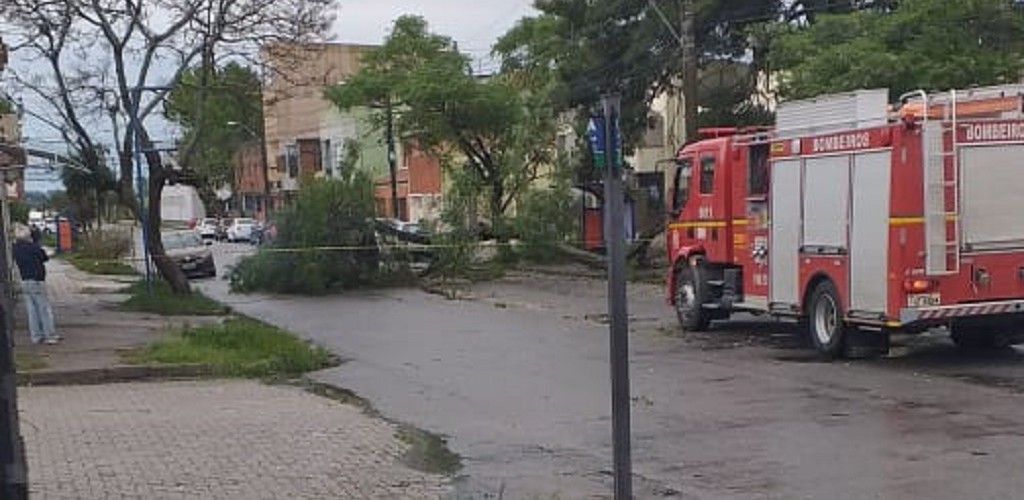 Ventania causa queda de árvores e deixa consumidores sem luz em RG