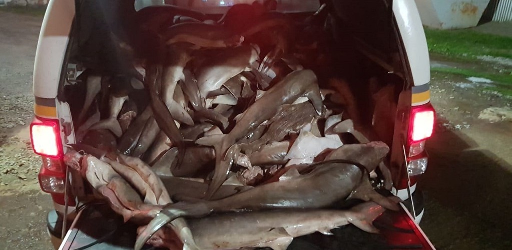 Homem é preso e uma tonelada de peixe de espécie em extinção  é apreendida