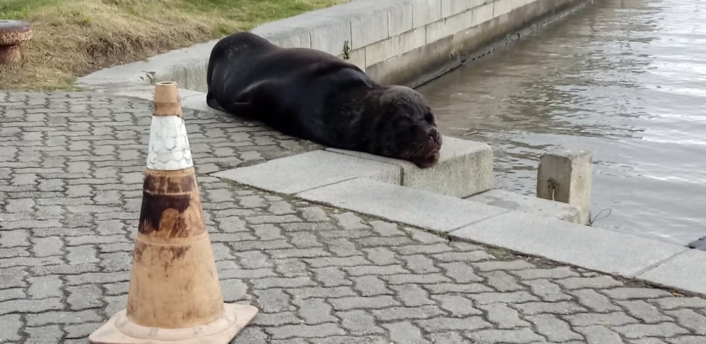 Leão-marinho que descansava no Rincão da Cebola foi a atração do domingo em RG
