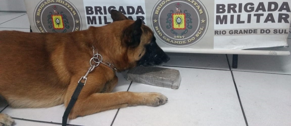 Homem é preso por tráfico e cão ajuda a encontrar drogas