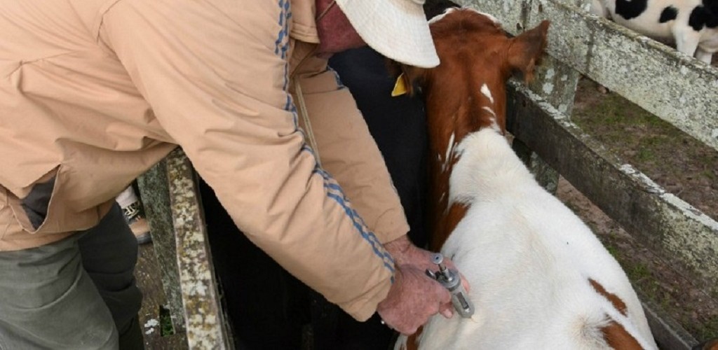 Secretaria da Agricultura suspende multa para quem perdeu prazo de vacinação contra febre aftosa