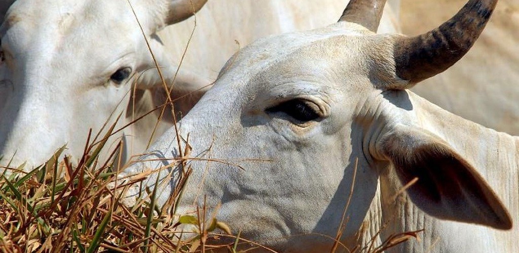 Novo sistema vai agilizar atendimento de emergências veterinárias