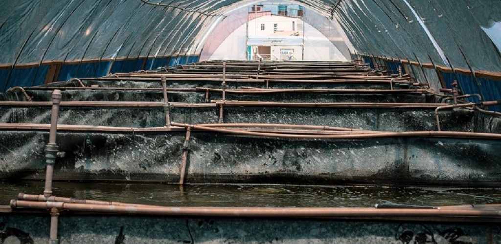 FURG é referência no cultivo de camarões