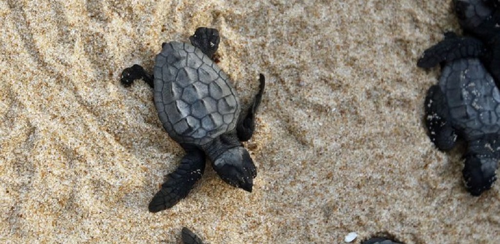 Tamar comemora 40 anos com 40 milhões de tartarugas soltas